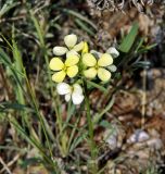 Erysimum flavum. Верхушка цветущего растения. Хакасия, окр. с. Толчия 03.06.2010.
