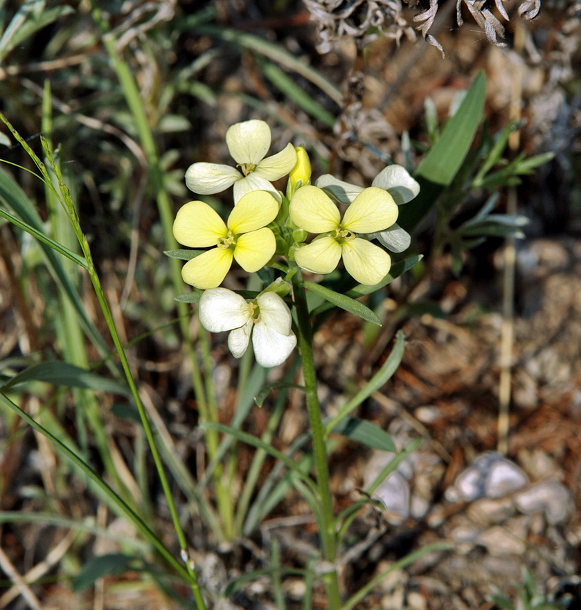 Image of Erysimum flavum specimen.