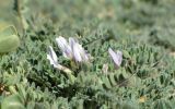 Astragalus chadjanensis. Фрагмент расползшегося растения в цвету. Таджикистан, Горно-Бадахшанская автономная обл., Мургабский р-н, окр. сельской общины (кишлака) Каракуль; Восточный Памир, денудационный шлейф западного макросклона Сарыкольского хребта, восточный берег оз. Каракуль; экотонный пояс автоморфных гемигалофитно-пустынных солончаков (в комплексе с высокогорной пустыней) на сползающих в озёрную котловину продуктах эрозии, выс. 3930 м н.у.м. 16 августа 2018 г.