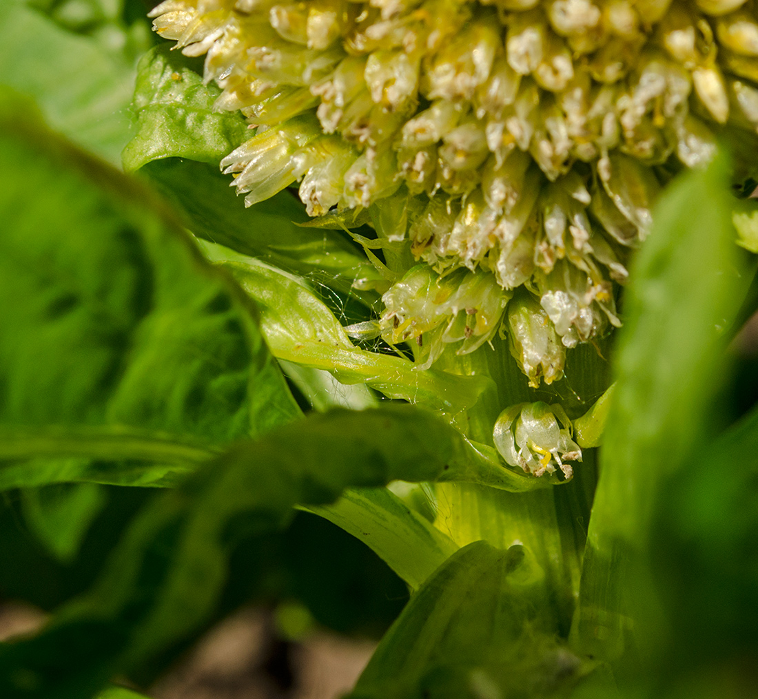 Изображение особи Celosia cristata.