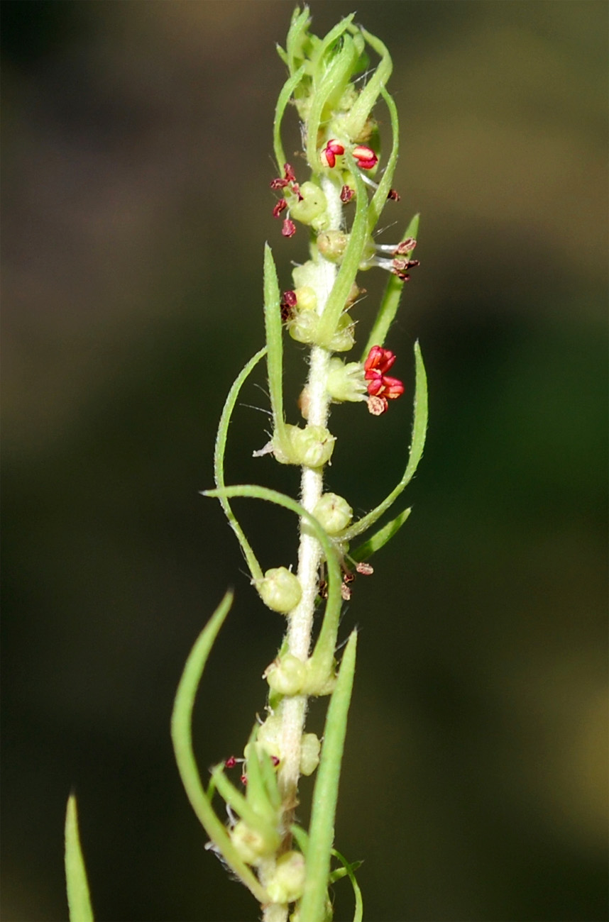 Image of Bassia scoparia f. trichophylla specimen.