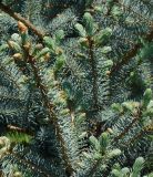 Picea pungens form glauca. Ветви с молодыми побегами. Казахстан, Восточно-Казахстанская обл., г. Усть-Каменогорск, Архитектурно-ландшафтный музей-заповедник, в культуре. 05.06.2018.