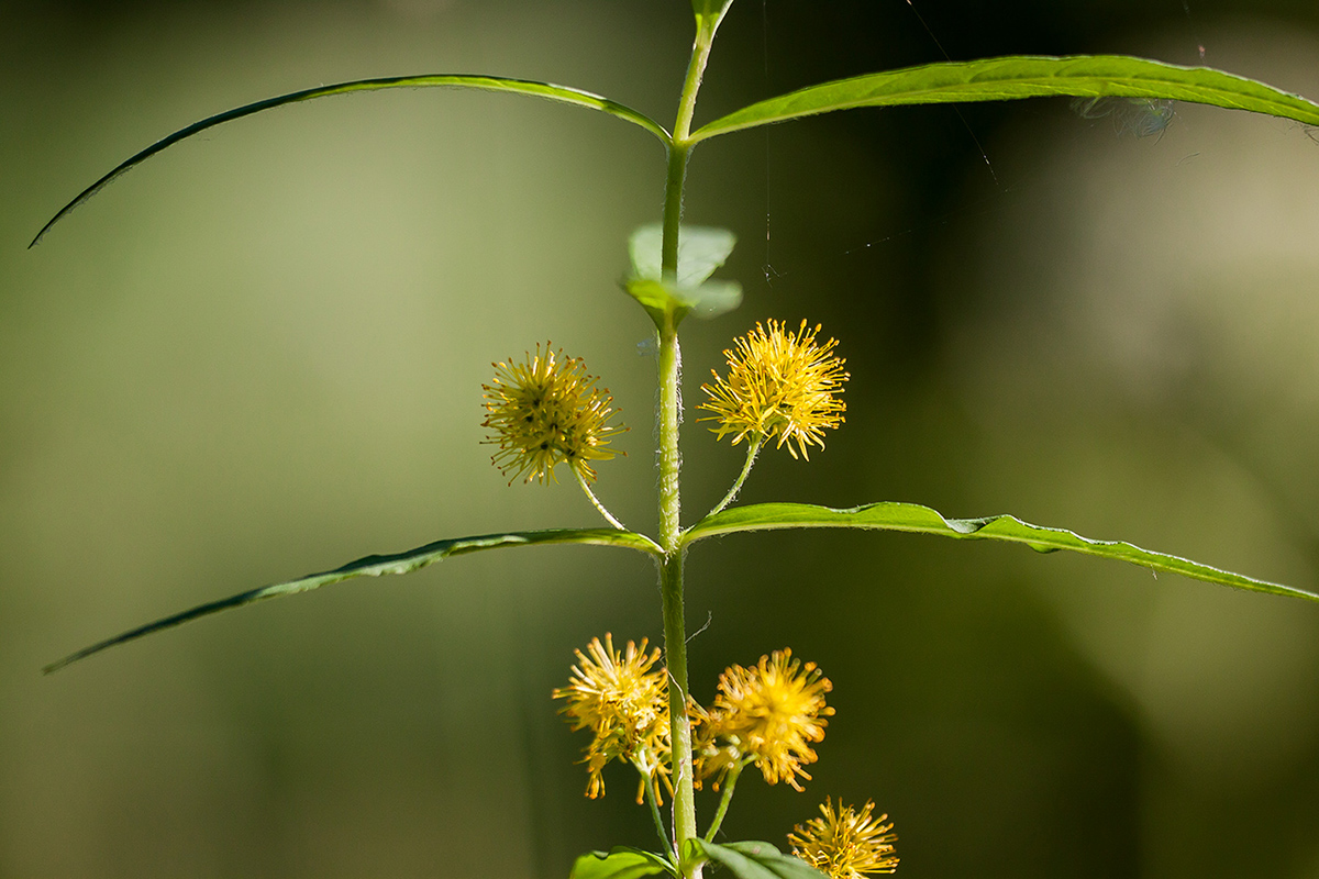 Image of Naumburgia thyrsiflora specimen.