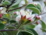 Cotoneaster tauricus