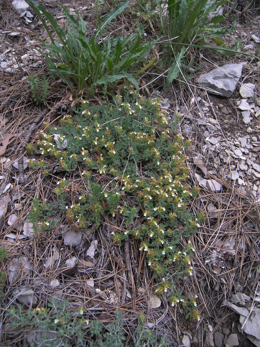 Изображение особи Teucrium jailae.