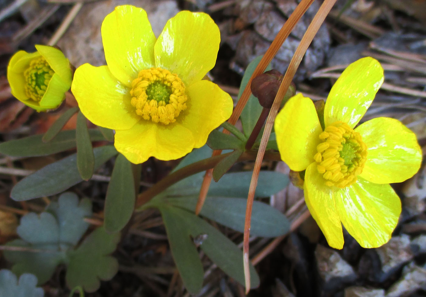 Изображение особи Ranunculus polyrhizos.