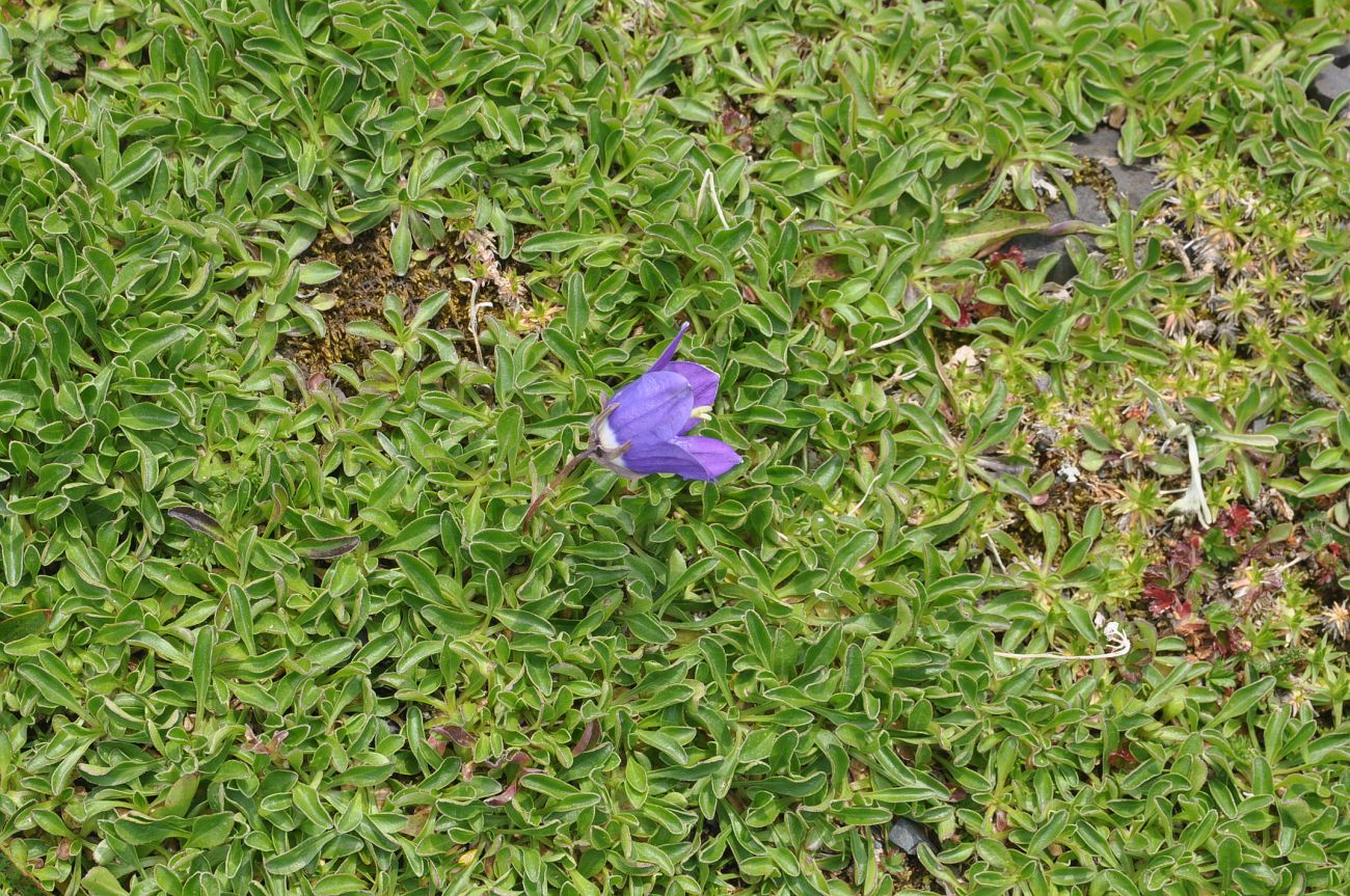 Image of Campanula saxifraga specimen.