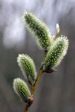 Salix caprea