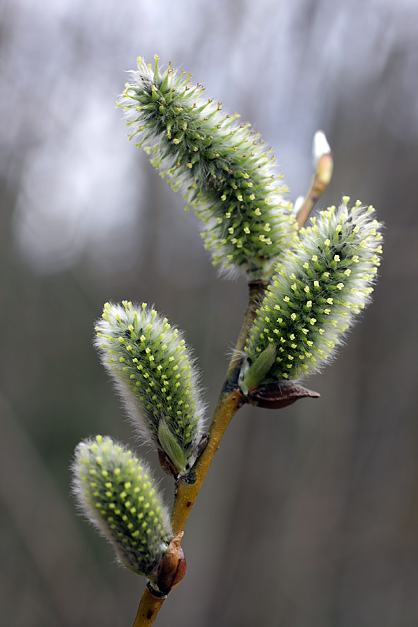 Image of Salix caprea specimen.