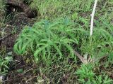 Heracleum sibiricum