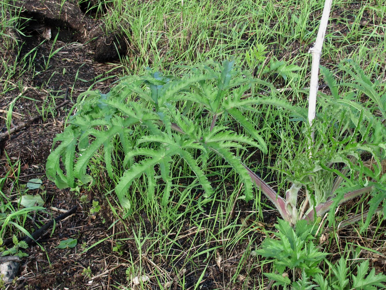 Изображение особи Heracleum sibiricum.