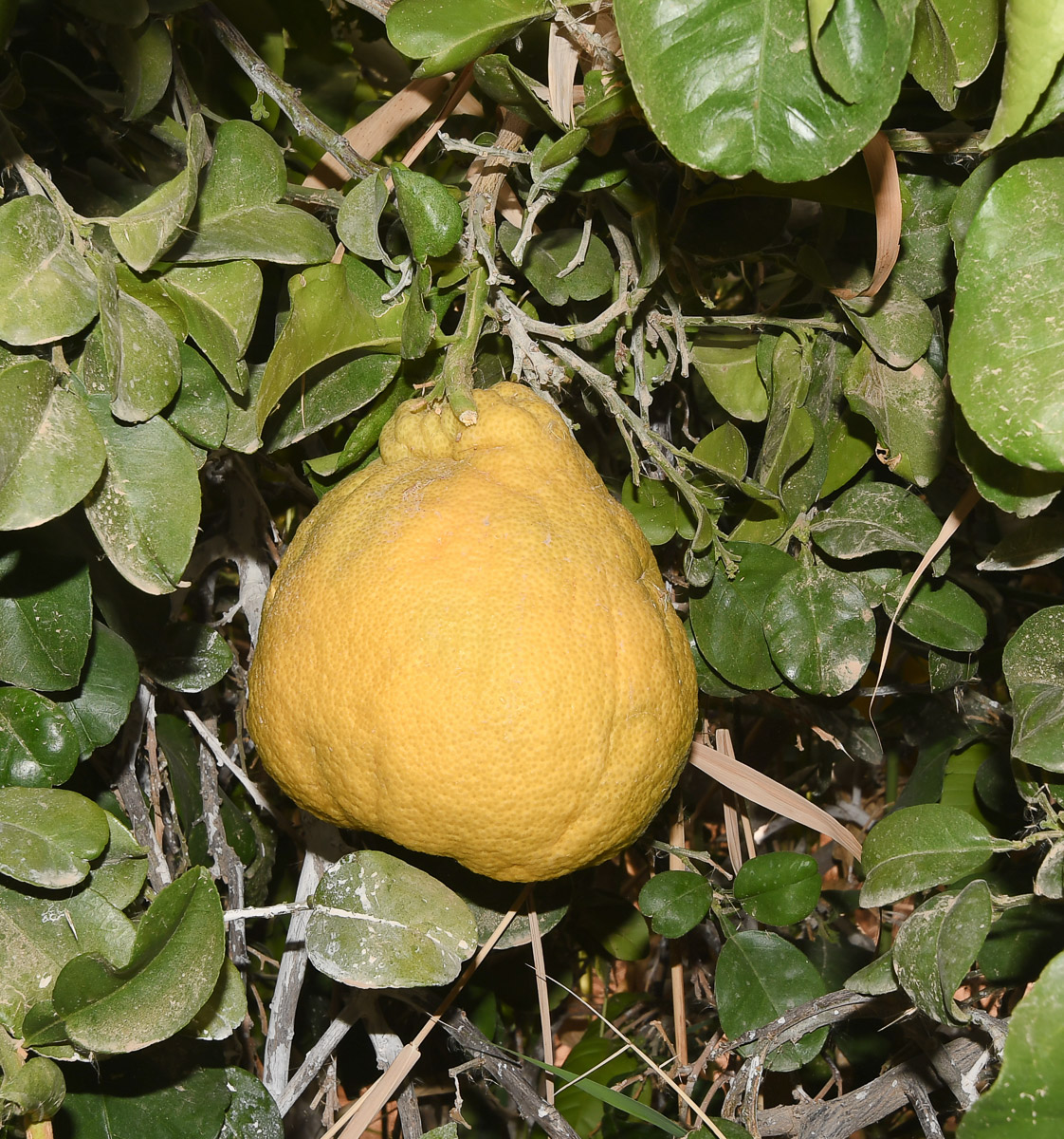 Image of Citrus maxima specimen.
