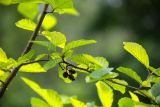 Duschekia fruticosa. Часть ветви с сухими соплодиями. Кировская обл., г. Киров, Ботанический сад Вятского государственного университета, в культуре. 07.07.2018.