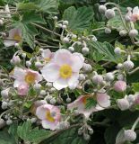 Anemone hupehensis