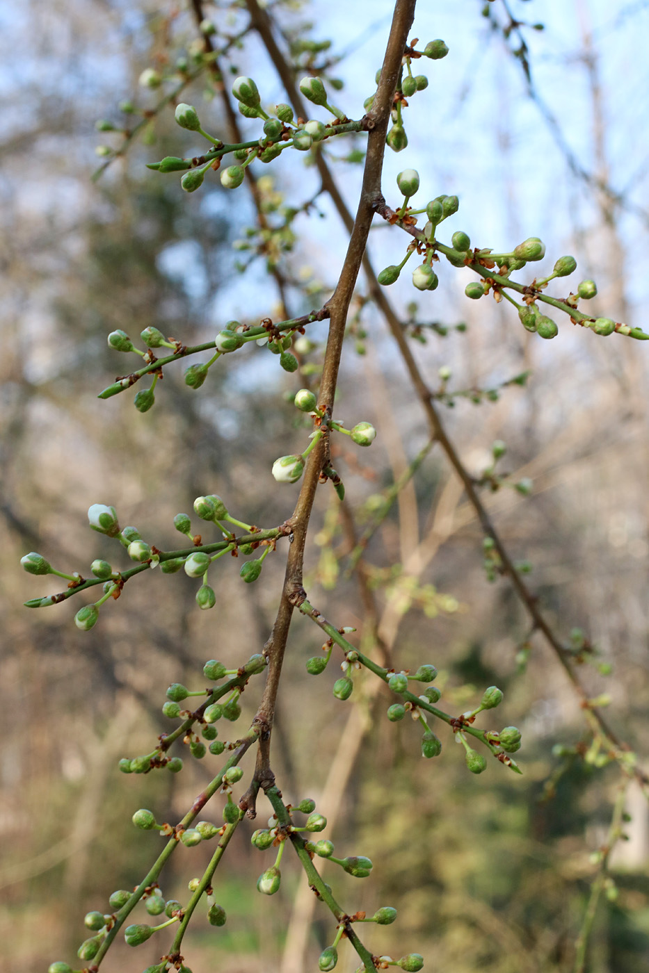 Image of Pyrus calleryana specimen.