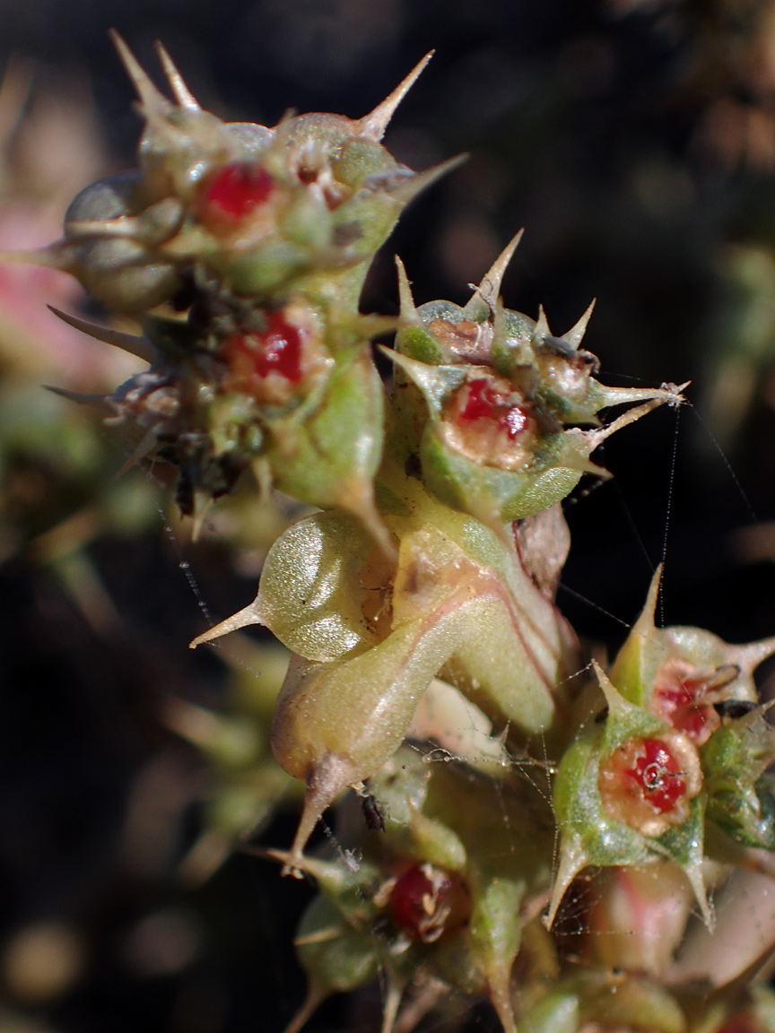 Image of Salsola pontica specimen.