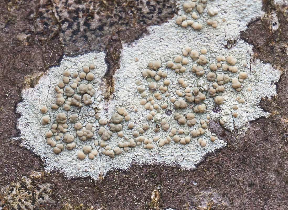 Изображение особи Lecanora symmicta.