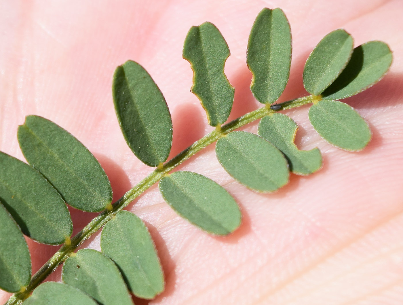 Image of Astragalus vicarius specimen.