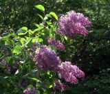 Syringa vulgaris. Ветвь с соцветиями. Московская обл., Раменский р-н, окр. дер. Хрипань, садовый участок. 16.05.2019.