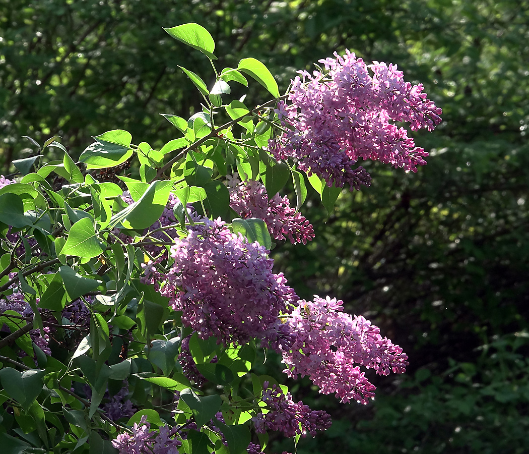 Изображение особи Syringa vulgaris.