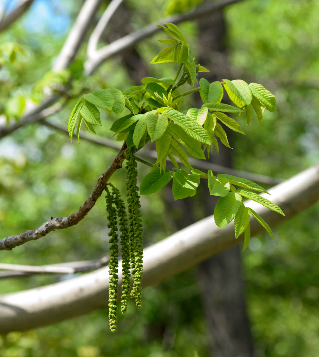 Изображение особи род Juglans.