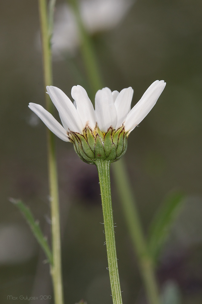 Image of Leucanthemum ircutianum specimen.