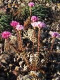 Pseudosedum lievenii