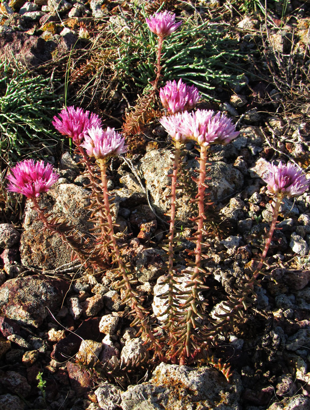 Изображение особи Pseudosedum lievenii.