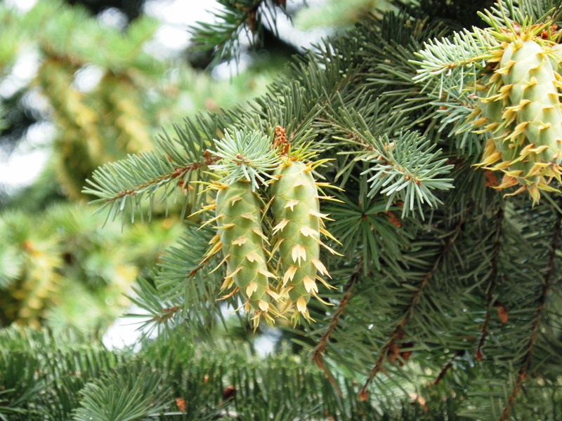 Изображение особи Pseudotsuga menziesii.