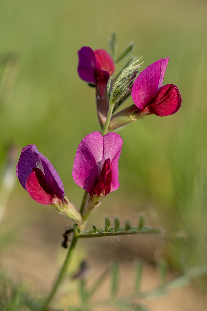 Изображение особи Vicia cordata.