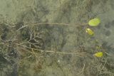 Potamogeton biformis