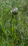 Scorzonera purpurea. Верхушка зацветающего побега. Челябинская обл., Кизильский р-н, окр. пос. Ершовский, долина р. Урал, склон прибрежного скальника, закустаренная степь. 13 июня 2019 г.