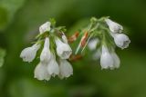 Symphytum tauricum. Соцветия. Ростовская обл., Красносулинский р-н, окр. хут. Зайцевка, байрачный лес. 28.05.2017.