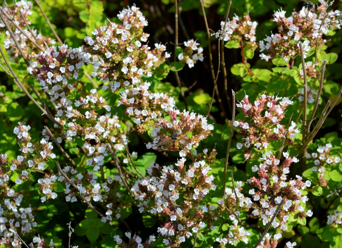 Image of Origanum vulgare specimen.