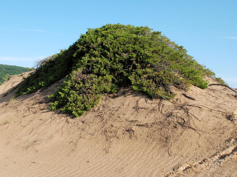 Image of Juniperus sabina specimen.