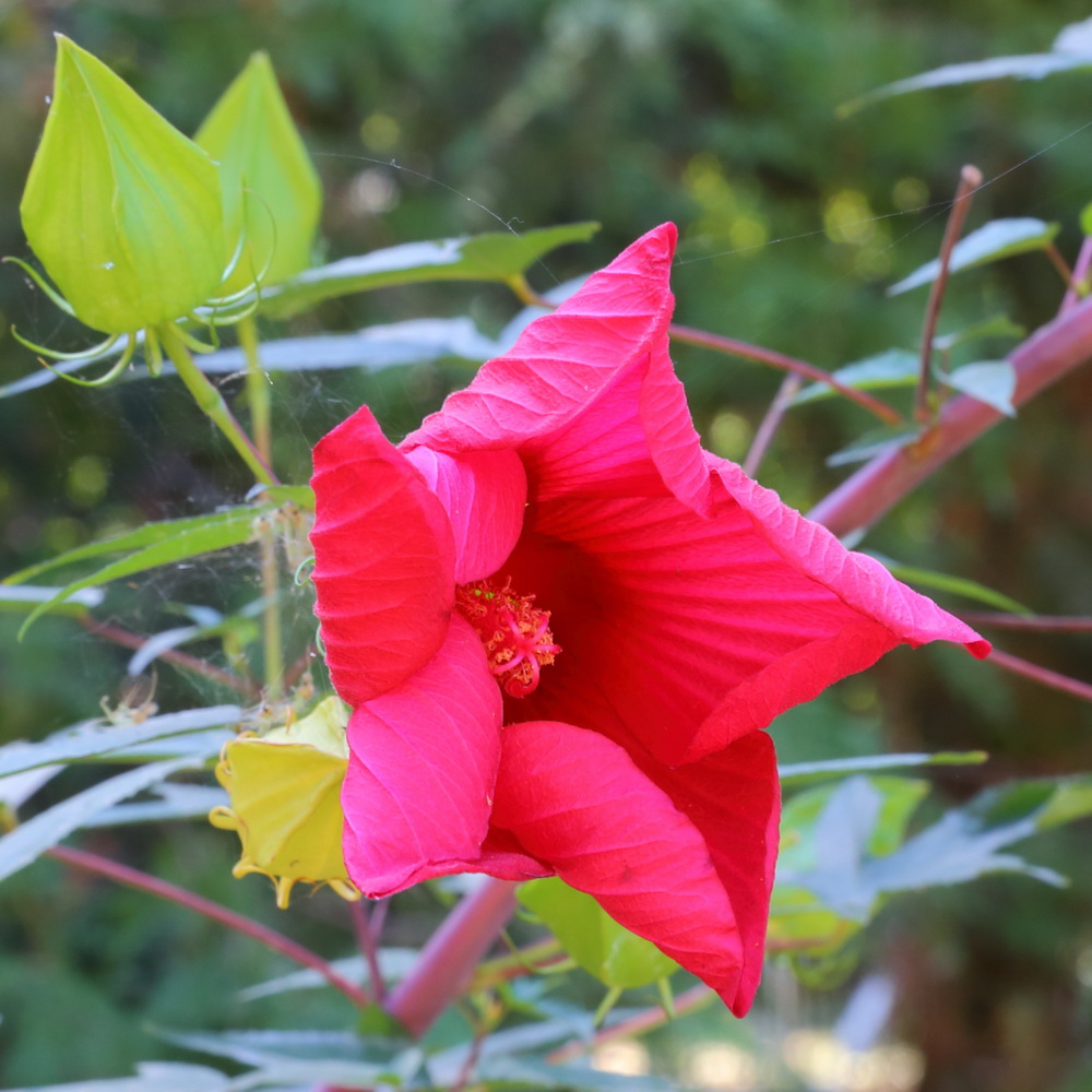 Image of Hibiscus &times; hybridus specimen.