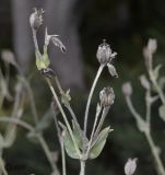 Lychnis coronaria