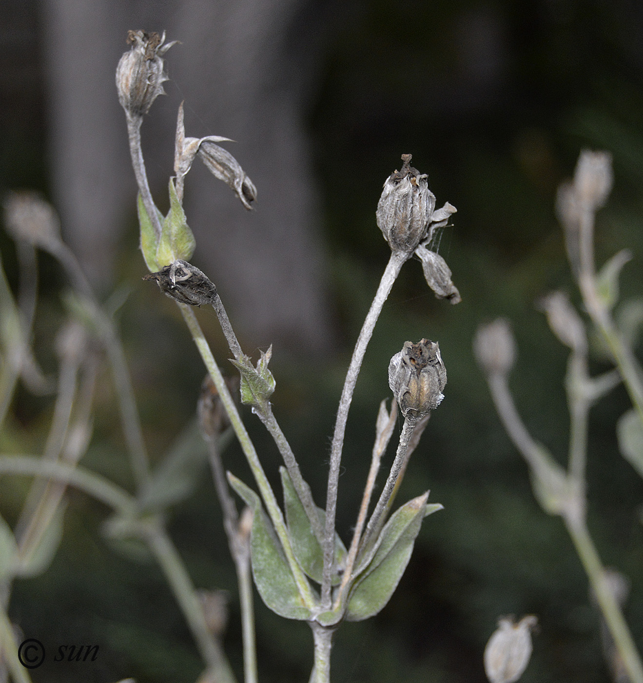 Image of Lychnis coronaria specimen.