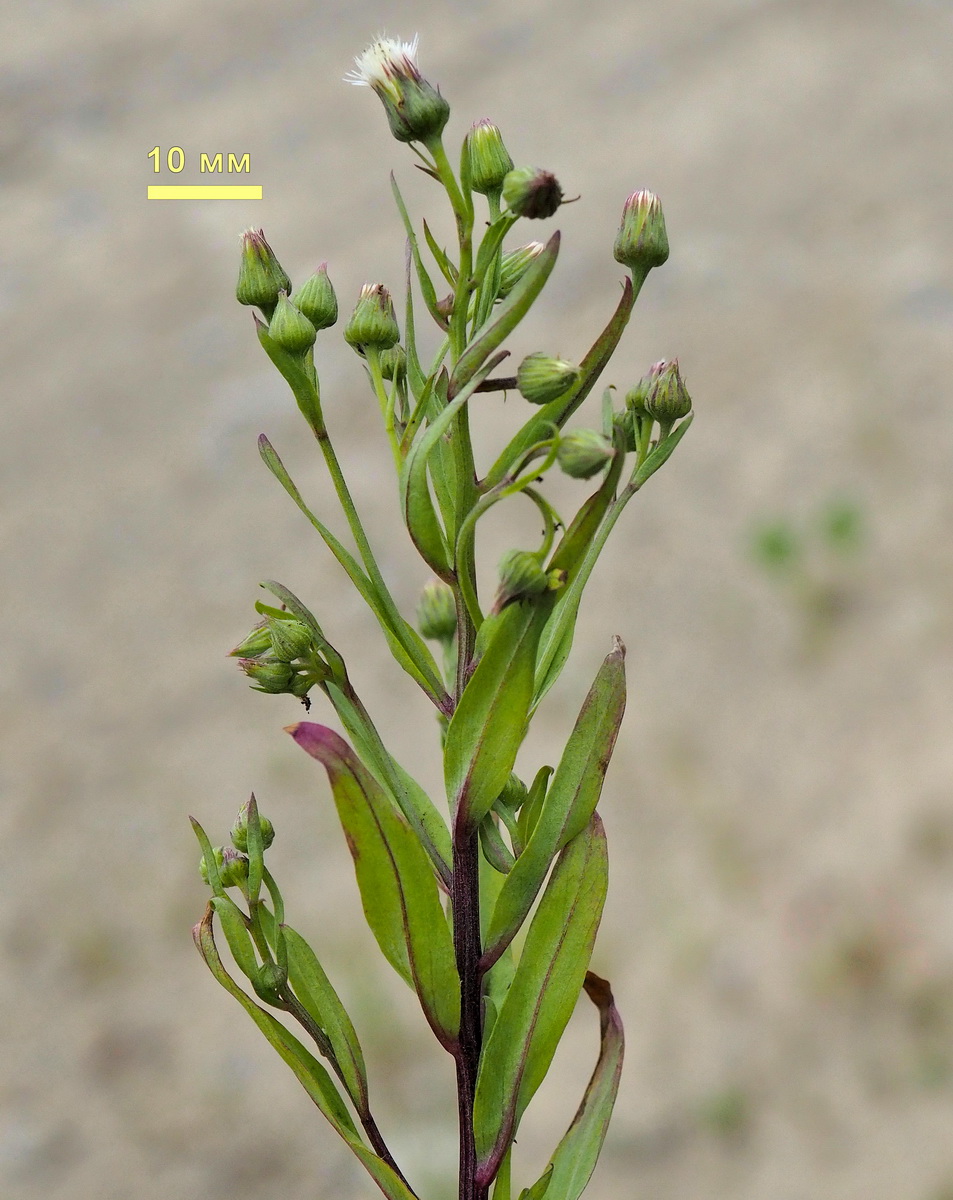 Image of Erigeron manshuricus specimen.