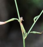 Astartoseris triquetra