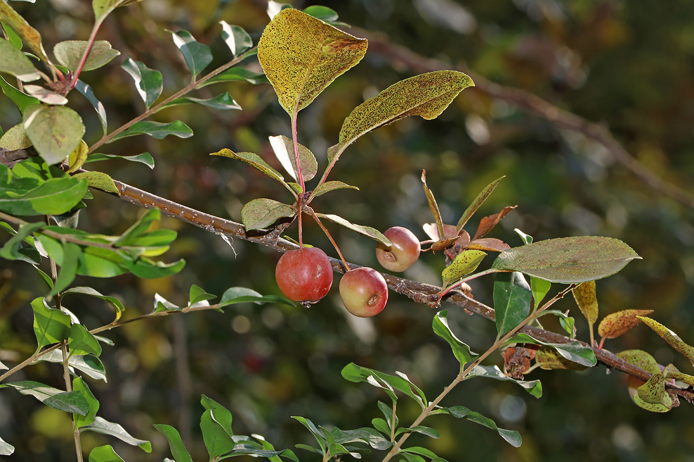 Image of Malus hupehensis specimen.