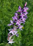 Dactylorhiza fuchsii