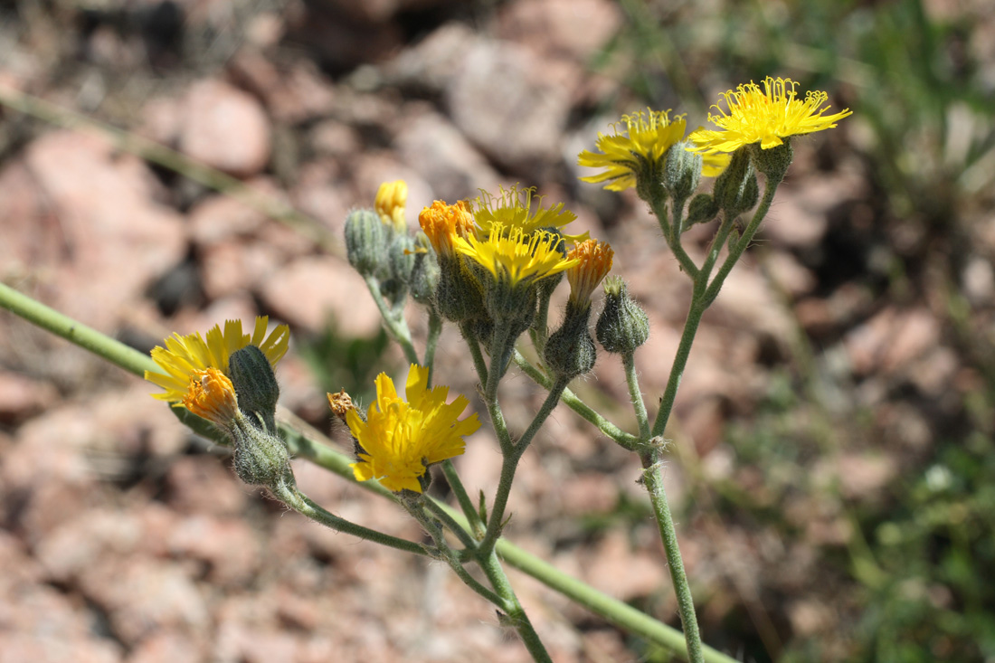 Изображение особи Pilosella procera.