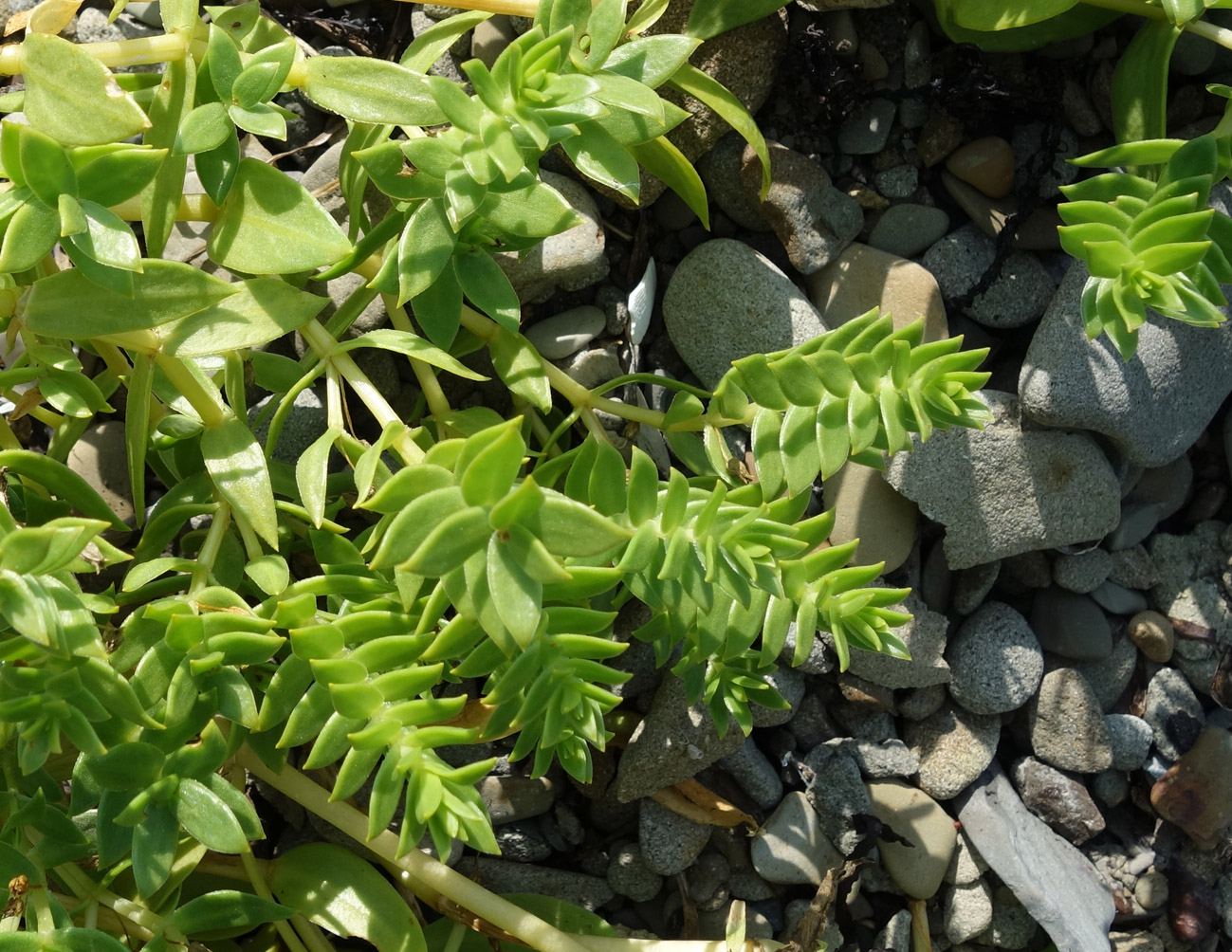 Изображение особи Honckenya peploides ssp. major.