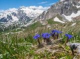 Gentiana dshimilensis. Цветущие растения. Адыгея, Кавказский биосферный заповедник, гора Гузерипль, ≈ 2100 м н.у.м., в задернованной расщелине скалы. 12.06.2016.