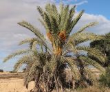 Phoenix dactylifera