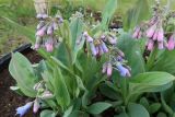 Mertensia sibirica