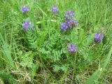 Astragalus danicus