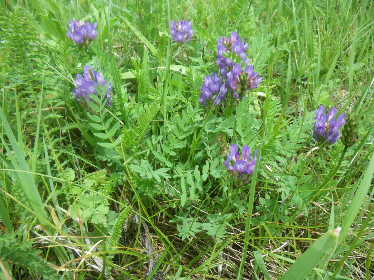 Изображение особи Astragalus danicus.