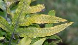genus Phymatosorus
